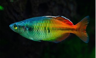 Melanotaenia boesemani